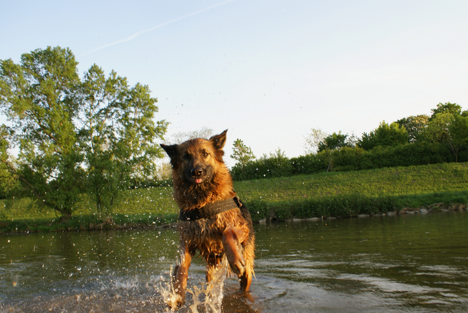 stelle hier mal meine 2 hunde vor