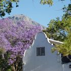 Stellenbosch