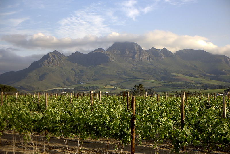 Stellenbosch - hier gibt es nicht nur guten Wein