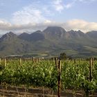 Stellenbosch - hier gibt es nicht nur guten Wein