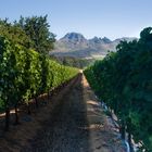 Stellenbosch, Weinberg Rust en Vrede