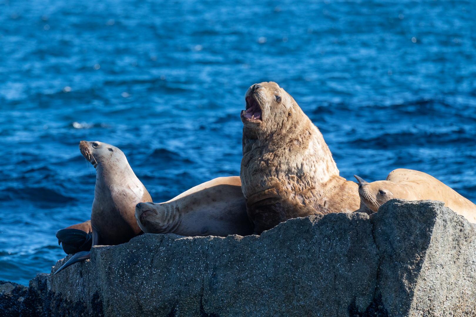 Steller Sea Lion