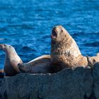 Steller Sea Lion