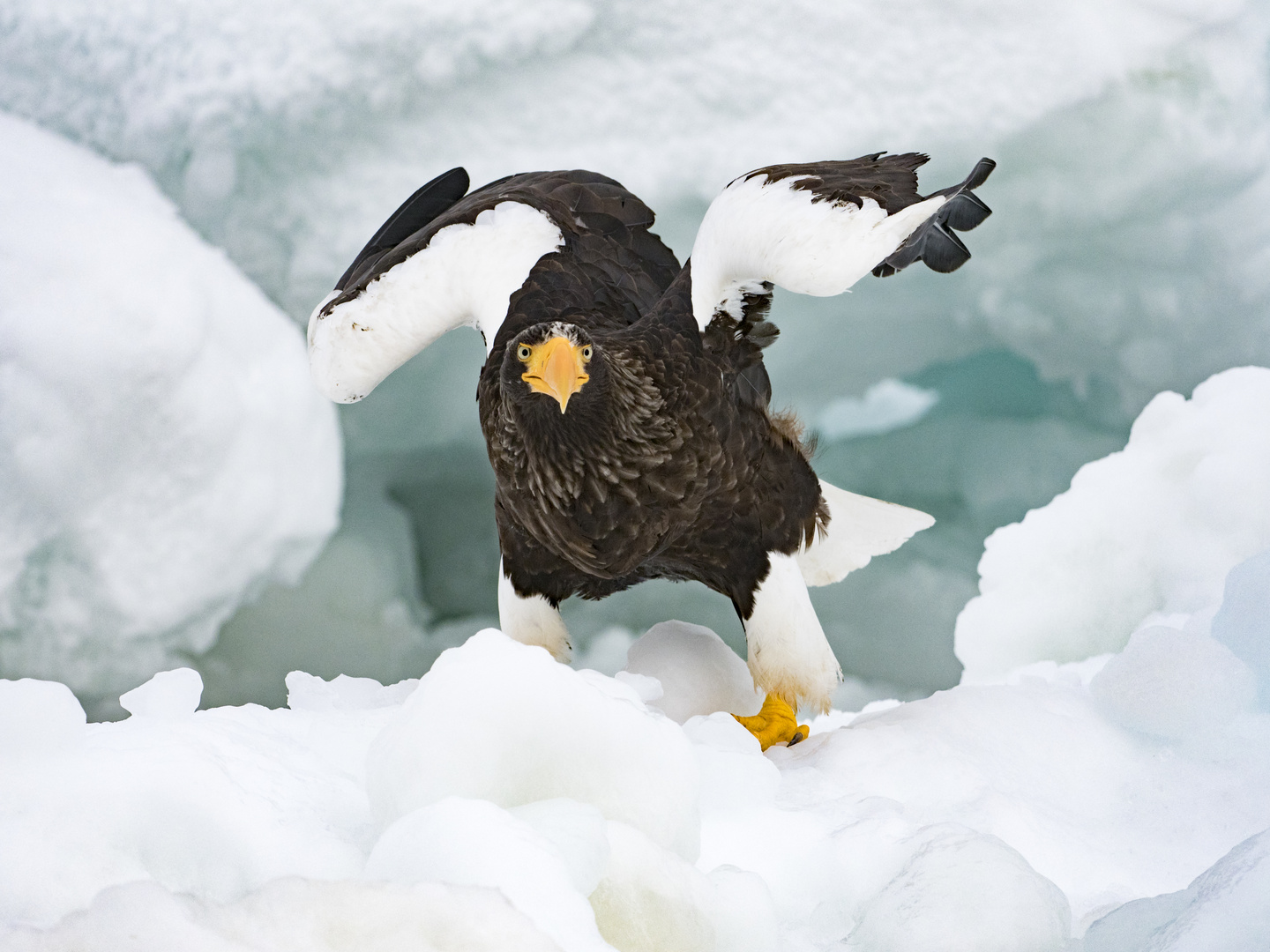 Steller Seeadler