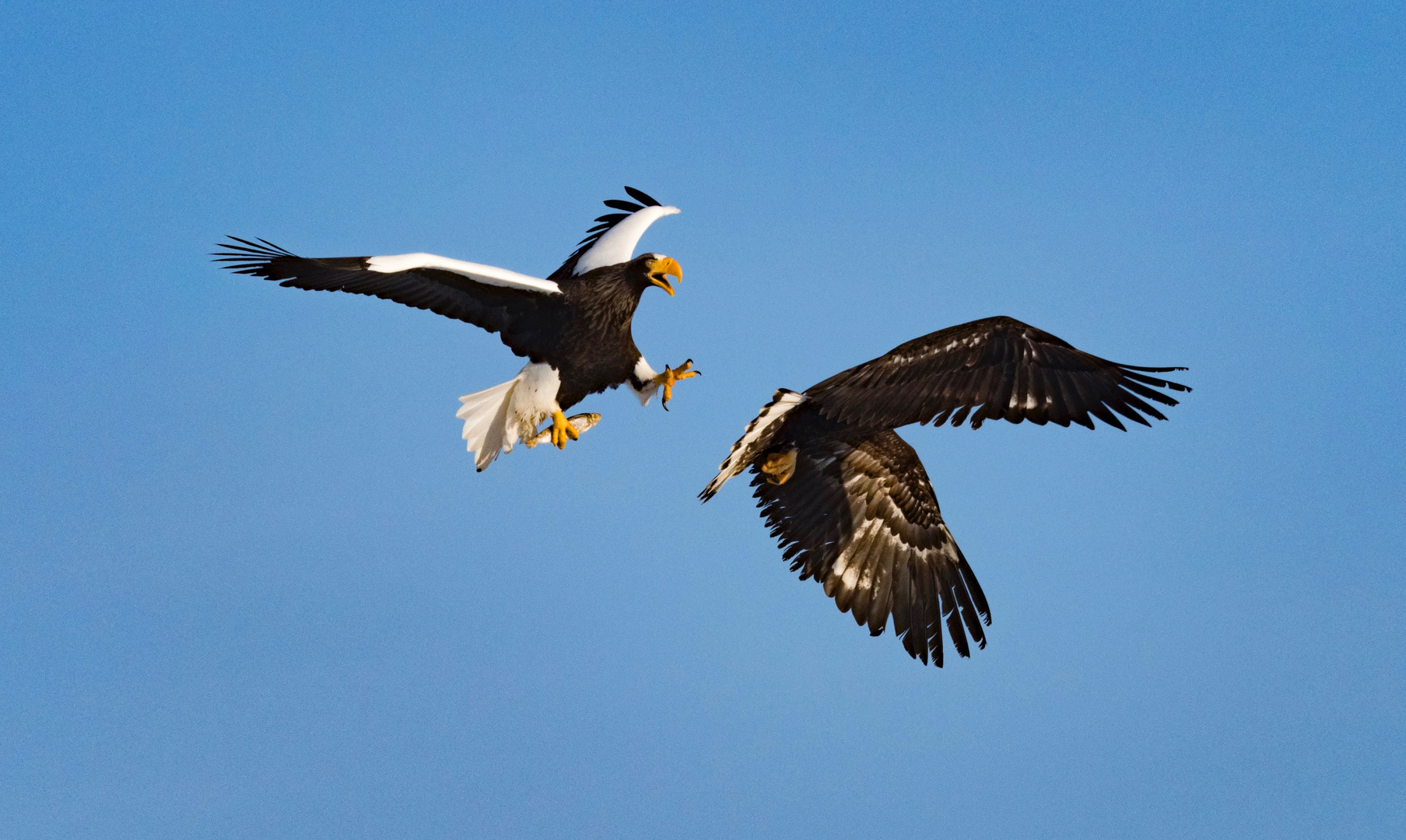 Steller Seeadler& Seeadler kämpfen 