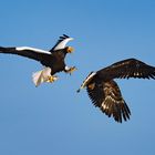 Steller Seeadler& Seeadler kämpfen 