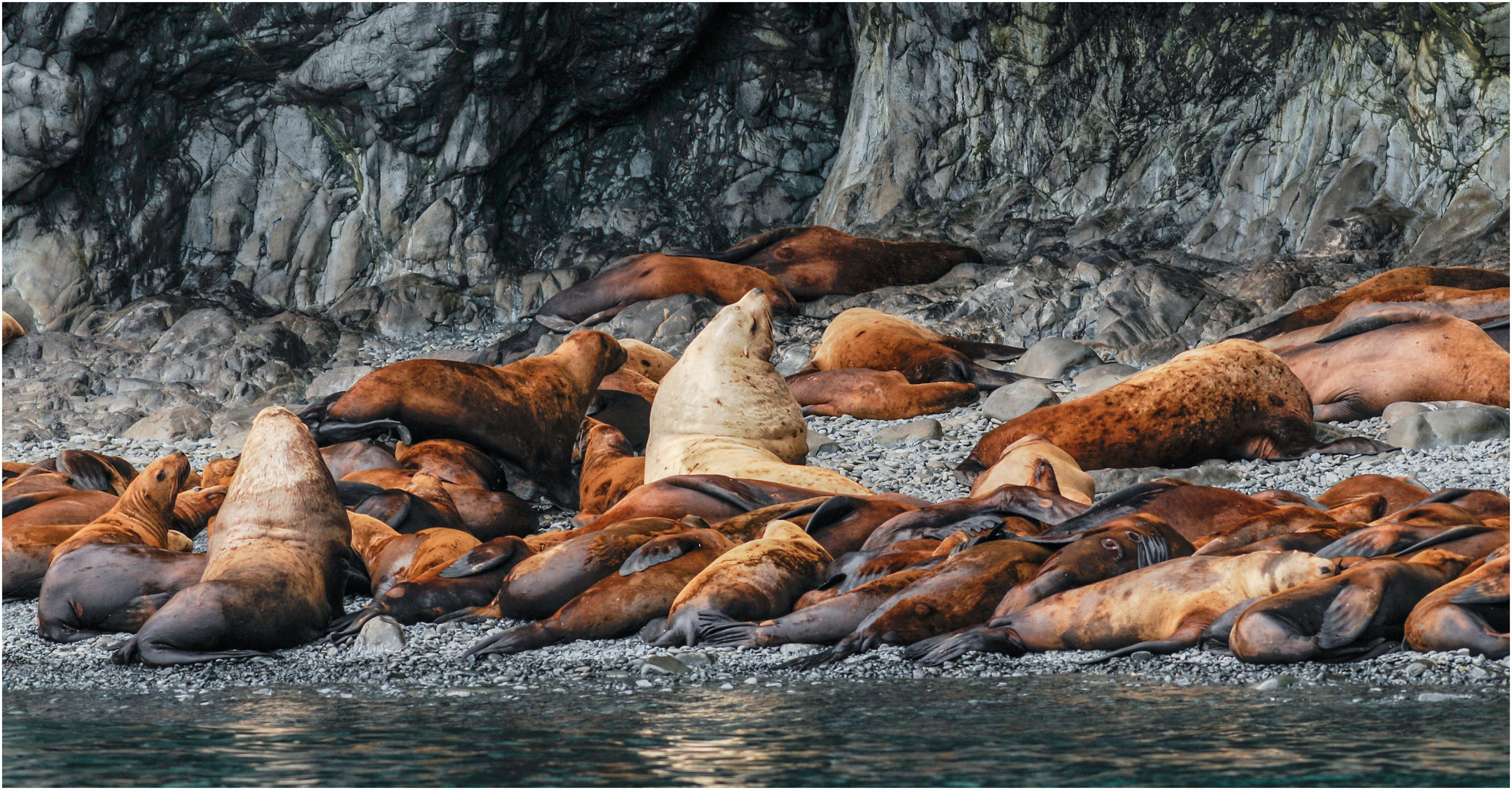 Steller Seelöwen - Alaska