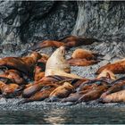 Steller Seelöwen - Alaska