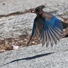 Steller's Jay