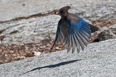 Steller's Jay