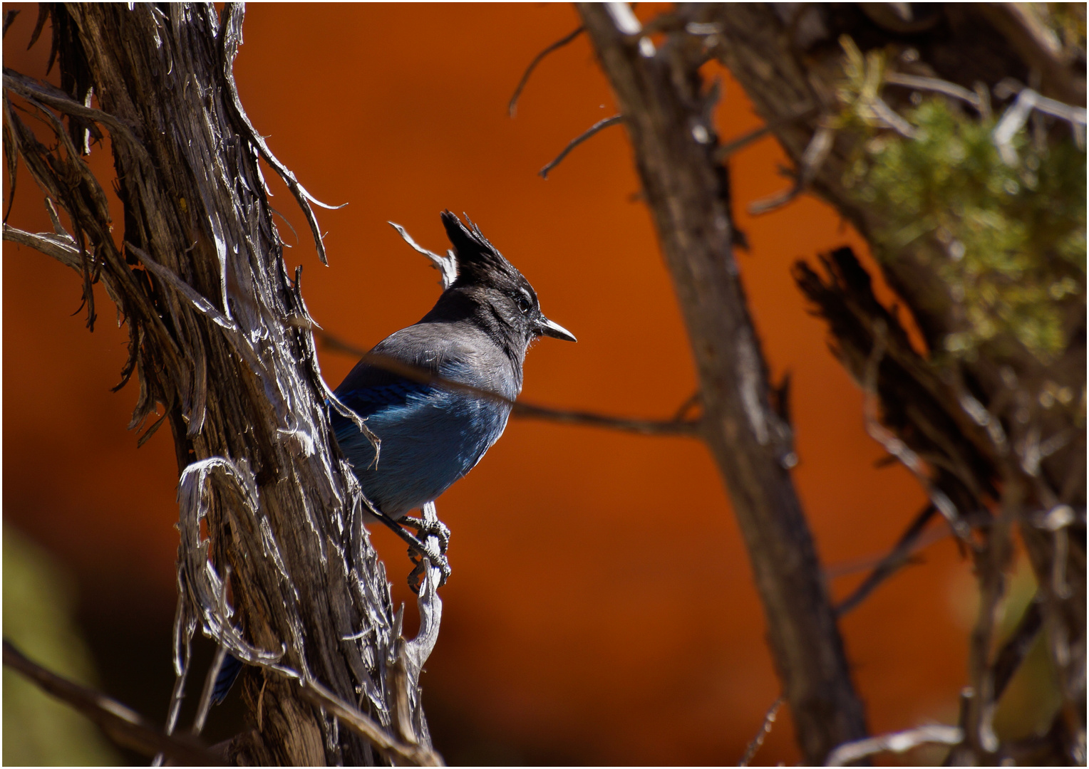 Steller's Jay