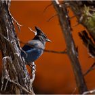 Steller's Jay