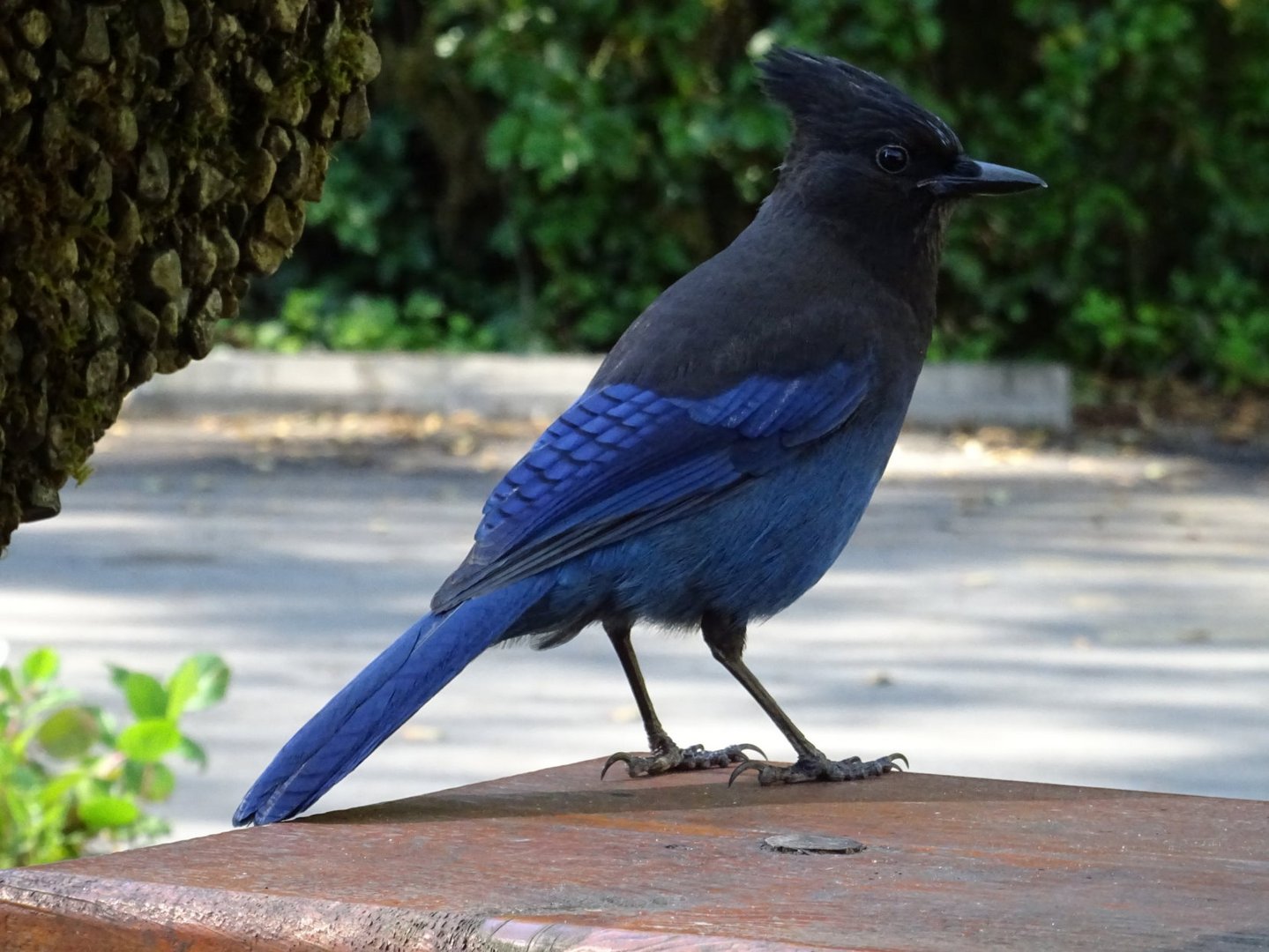 Steller´s Jay