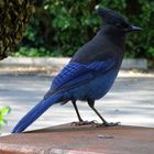 Steller´s Jay