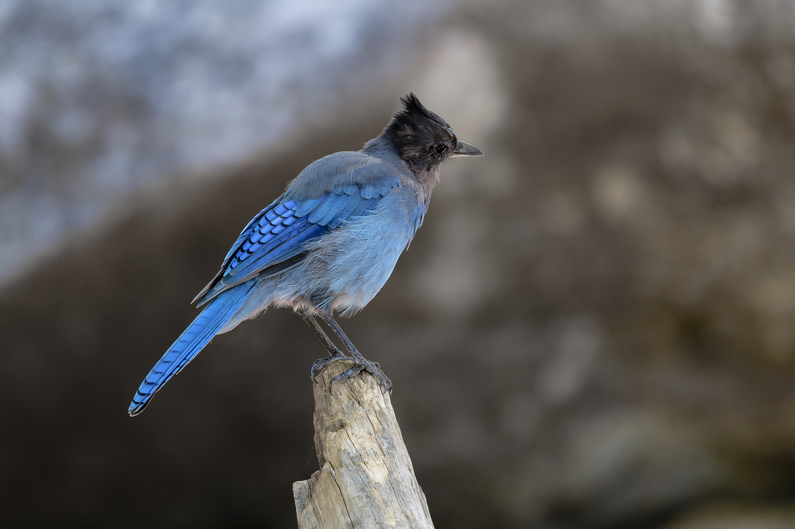 Steller´s Jay