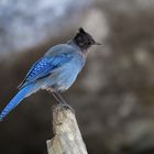 Steller´s Jay