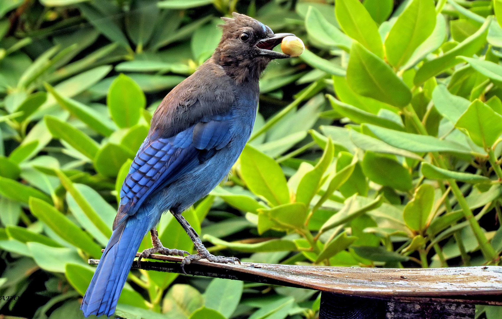 Steller's Jay