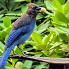 Steller's Jay