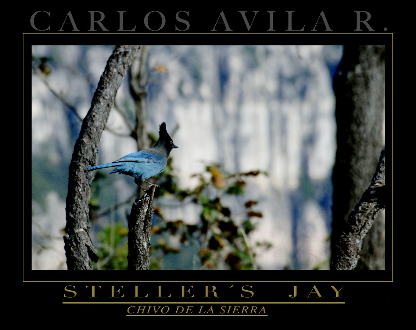 stellers Jay