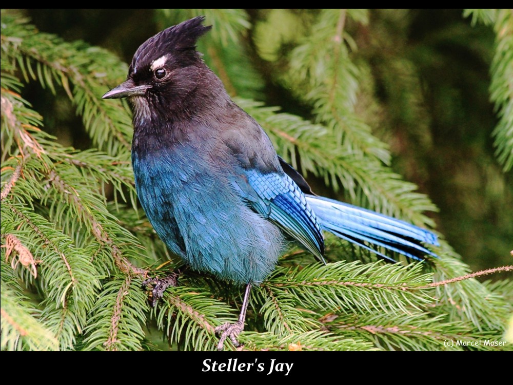 Steller's Jay II