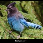 Steller's Jay II