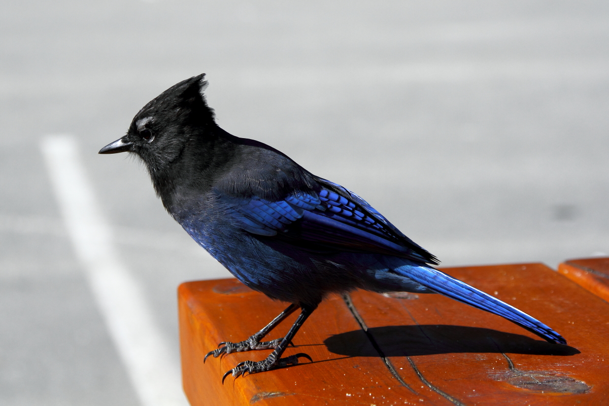 Steller's jay ready for a picnic