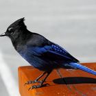Steller's jay ready for a picnic