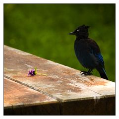 Stellers Jay - wartend auf die Geliebte?