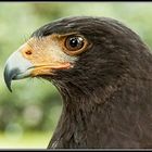 Steller´s sea-eagle 1