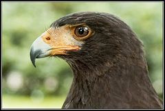 Steller´s sea-eagle 1