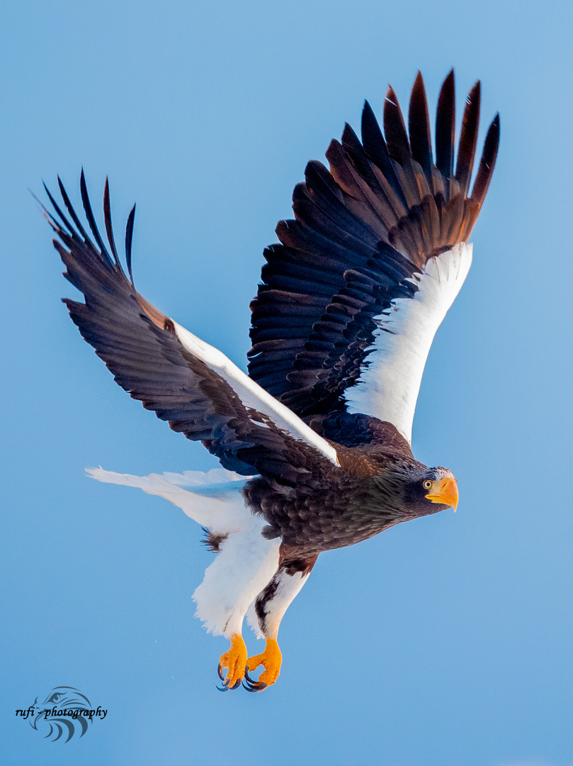 Steller's Sea Eagle