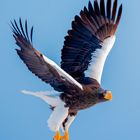 Steller's Sea Eagle