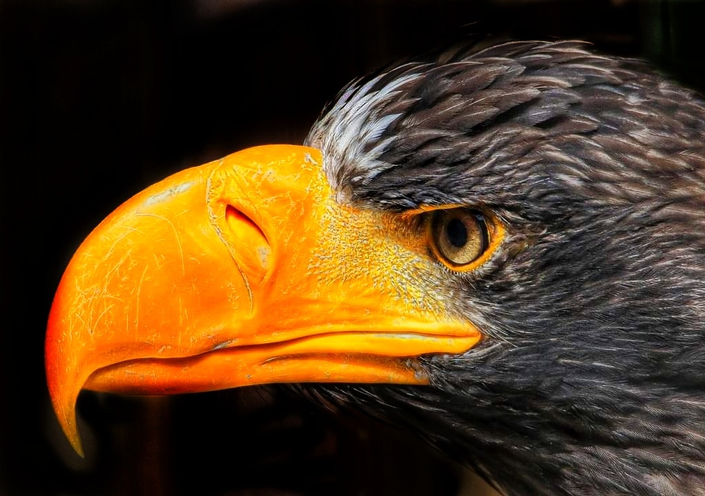 Steller's Sea Eagle Portrait 