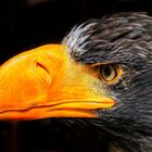 Steller's Sea Eagle Portrait 