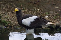 Steller's Seeadler - reloaded