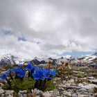 Stelvio