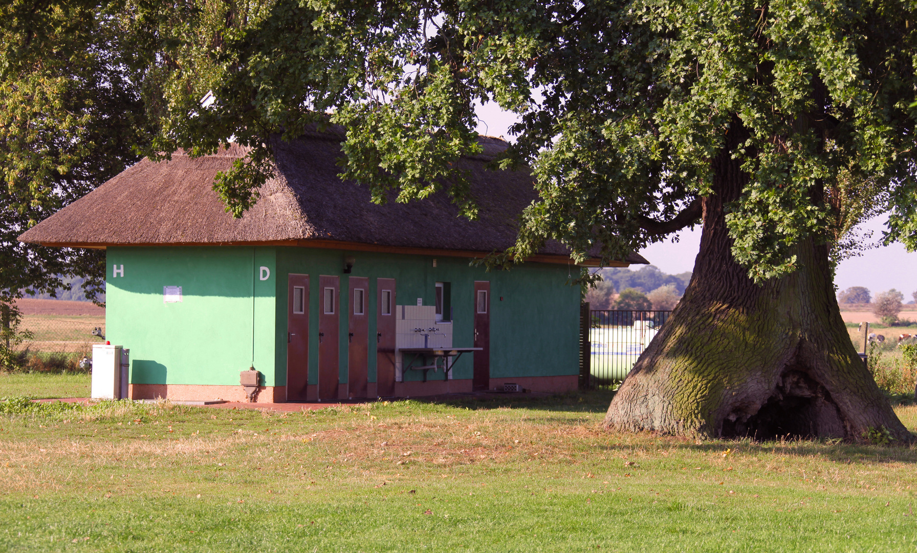 Stelzeneiche in Ludorf (Müritz)