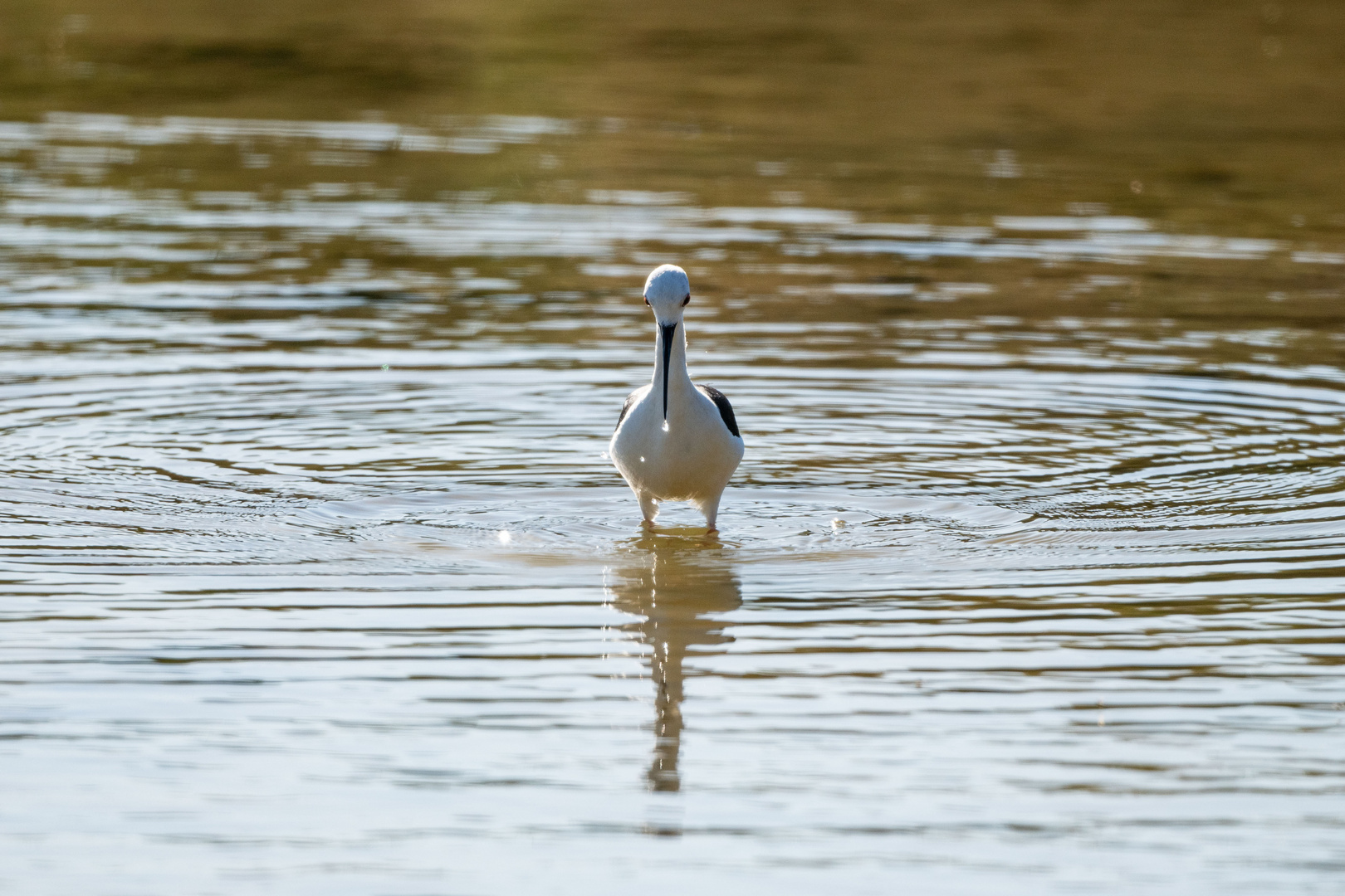 Stelzenläufer 1