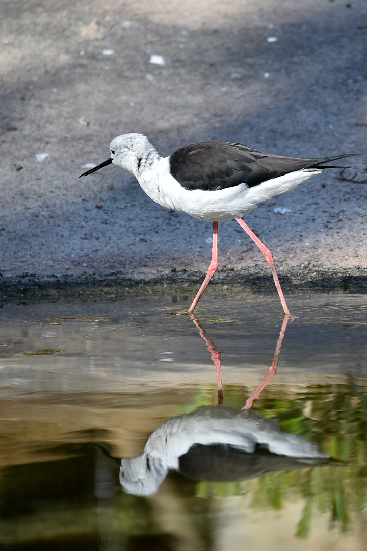 Stelzenläufer