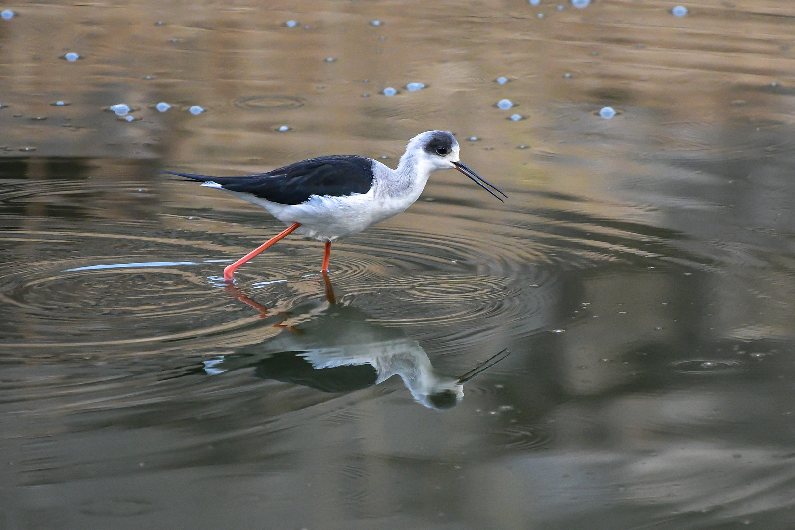 Stelzenläufer