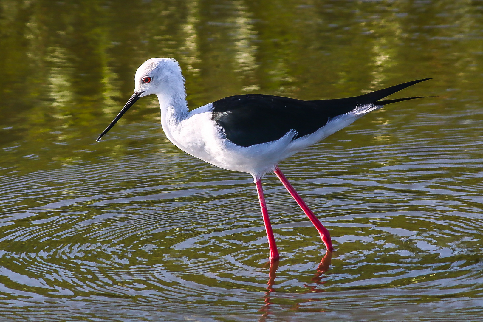 Stelzenläufer