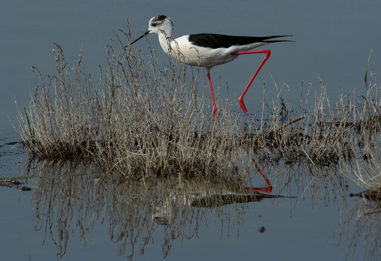 Stelzenläufer