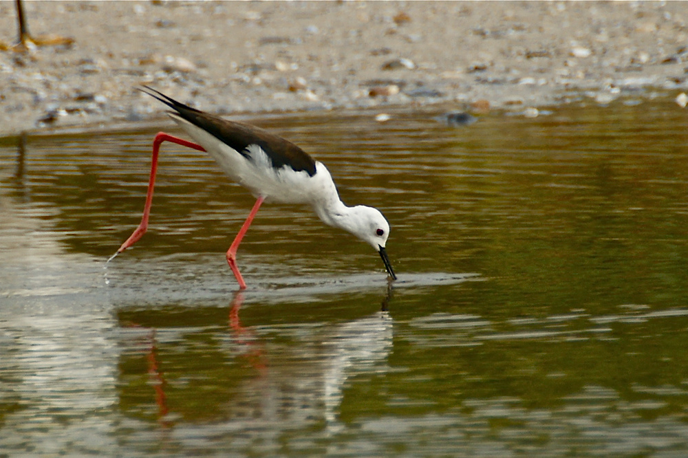 Stelzenläufer