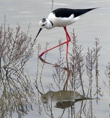 Stelzenläufer