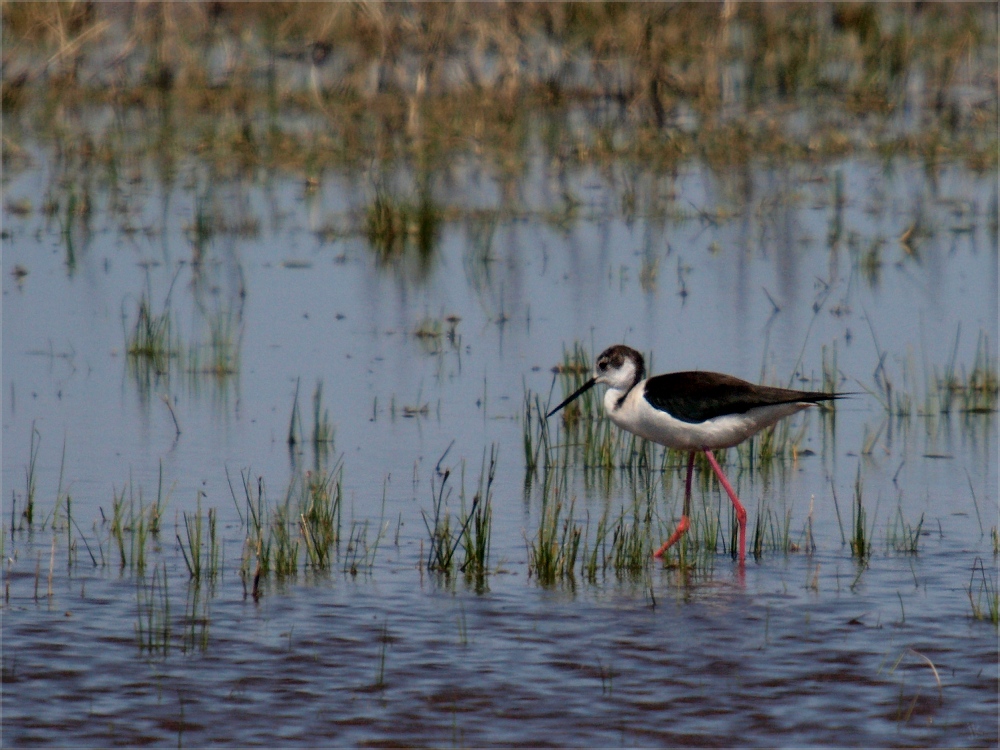 stelzenläufer