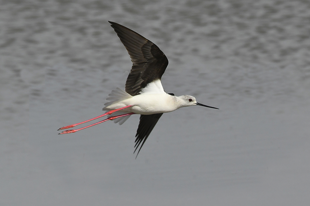 Stelzenläufer fliegend