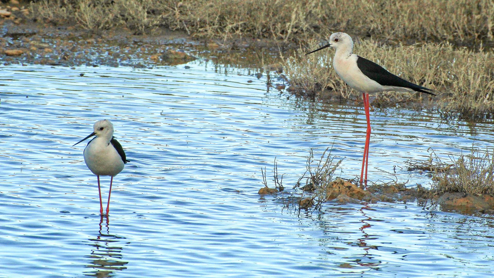 Stelzenläufer (Himantopus)