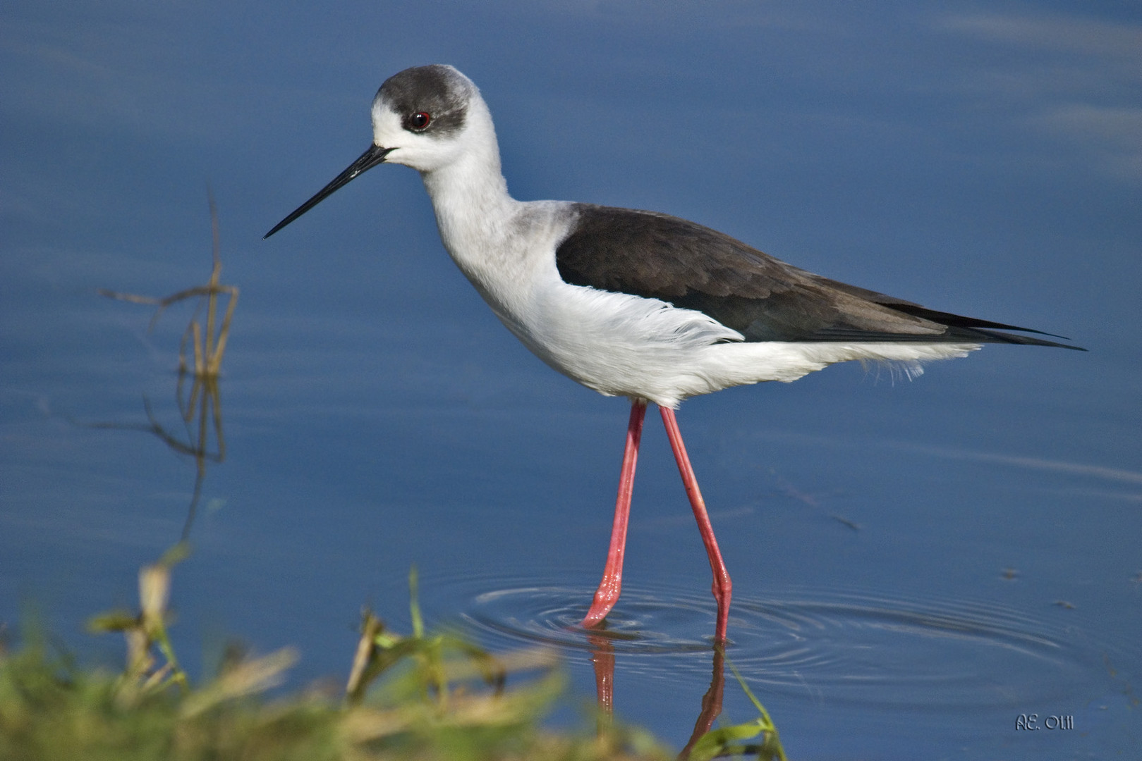 Stelzenläufer (Himantopus himantopus)