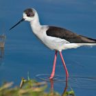 Stelzenläufer (Himantopus himantopus)