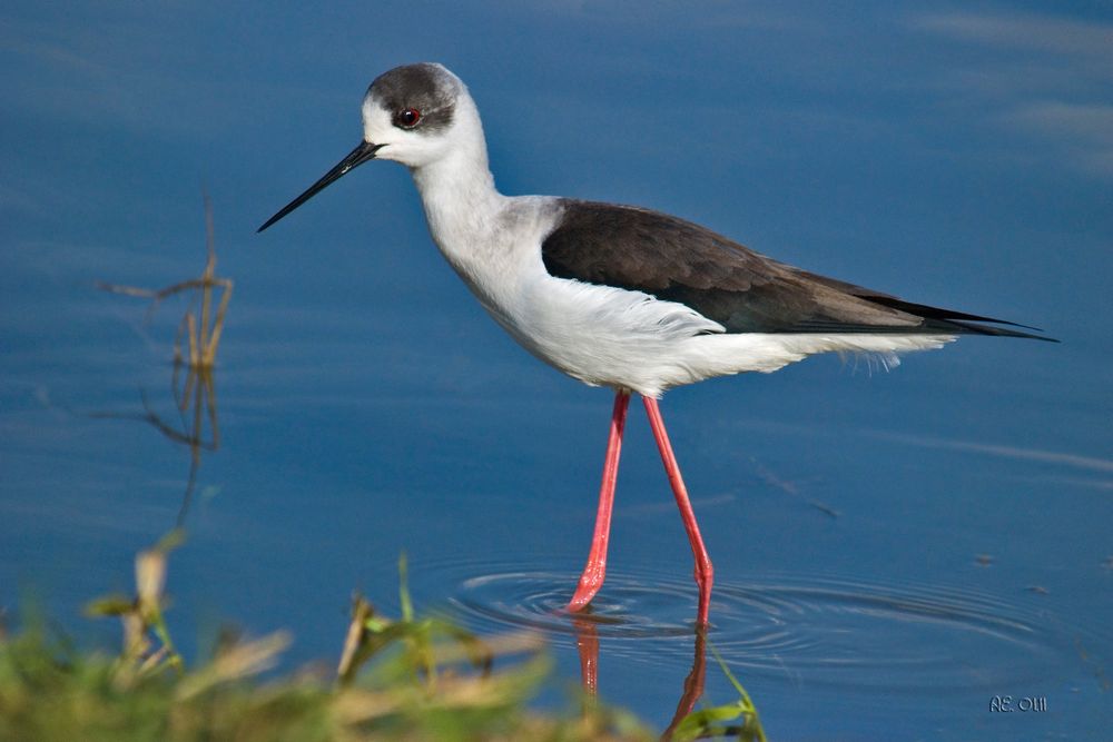 Stelzenläufer (Himantopus himantopus)